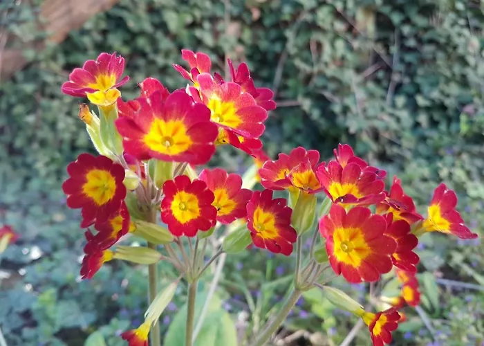 Les Dames De La Montagne 3* Frauenberg